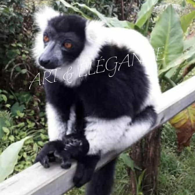 ✨ Lémurien de Madagascar 🐒✨