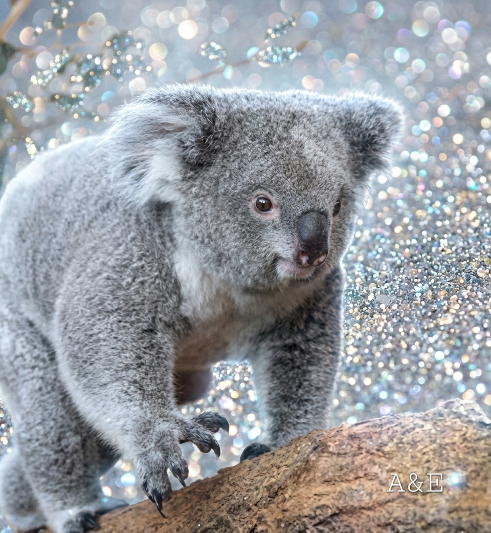 Diamant painting koala ma crea