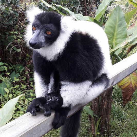 Lemurien de Madagascar