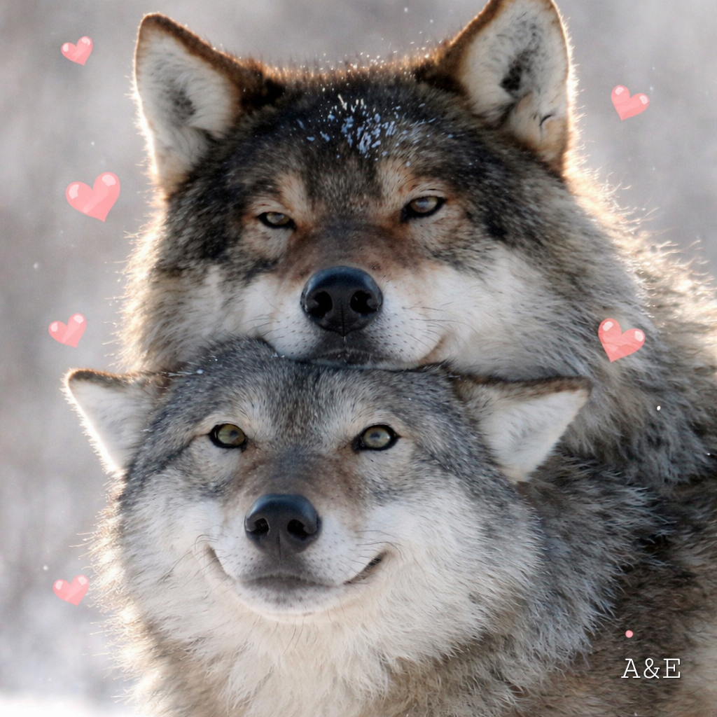 Dp loup amour ma crea