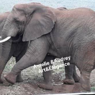 Éléphant Afrique du Sud